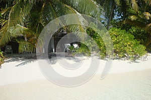 Paradisaic beach bungalow in tropical vegetation on barefoot island