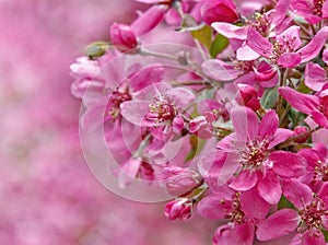 Paradise apple flowers