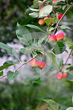 Paradise apples on a branch with green leaves in the farm garden. Harvest time