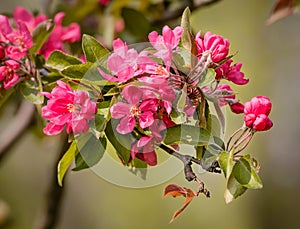 Paradise Apples Flowers