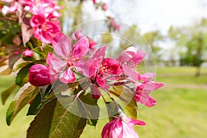 Paradise Apples Flowers