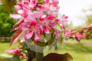 Paradise Apples Flowers