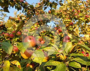 Paradise apples - September, 2020. Ripe apples on an apple tree with a blurry background