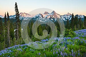 Paradise area at Mount Rainier National Park, USA