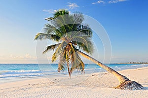 Paradise beach with beautiful palm tree, Riviera Maya, Caribbean sea in Mexico