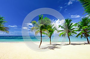 Paradise beach beautiful white sand with palm tree in the resort