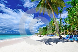 Paradise beach beautiful white sand with palm tree in the resort