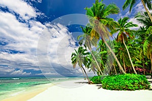 Paradise beach beautiful white sand with palm tree in the resort