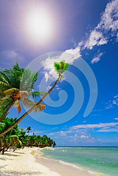 Paradise beach beautiful white sand with palm tree in the resort