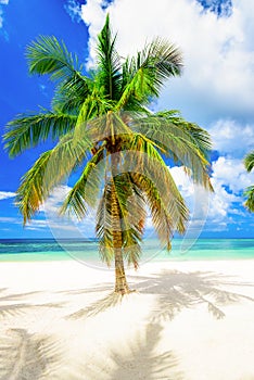 Paradise beach beautiful white sand with palm tree in the resort