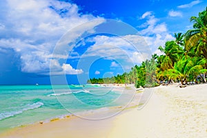 Paradise beach beautiful white sand with palm tree in the resort