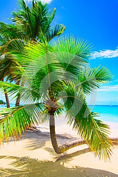 Paradise beach beautiful white sand with palm tree in the resort