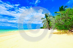 Paradise beach beautiful white sand with palm tree in the resort