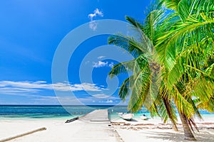 Paradise beach beautiful white sand with palm tree in the resort