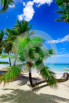 Paradise beach beautiful white sand with palm tree in the resort