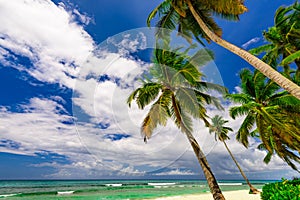 Paradise beach beautiful white sand with palm tree in the resort