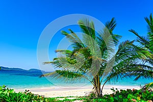 Paradise beach beautiful white sand with palm tree in the resort