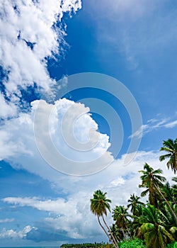 Paradise beach beautiful white sand with palm tree in the resort