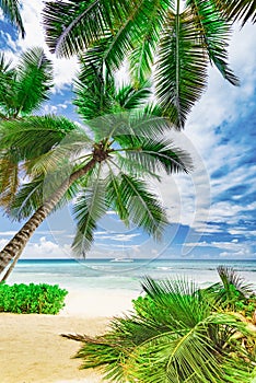 Paradise beach beautiful white sand with palm tree in the resort