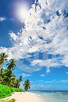 Paradise beach beautiful white sand with palm tree in the resort