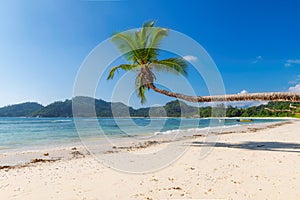 Exotic beach. Coconut palm tree on tropical beach and turquoise sea on summer vacation island.