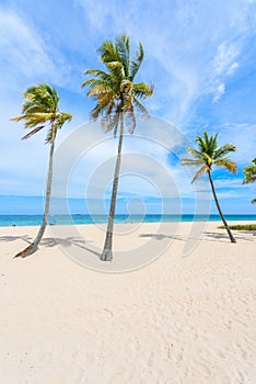 Paradise beach at Fort Lauderdale in Florida on a beautiful sumer day. Tropical beach with palms at white beach. USA