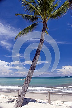 Paradise beach palm