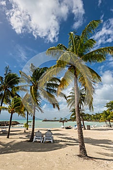 Paradise beach and palm tree - the Gosier in Guadeloupe, Caribbean