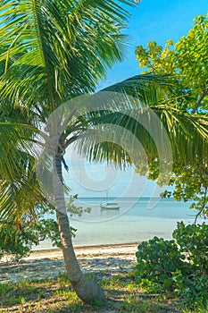 Paradise Beach, Palm Tree and Sailboat