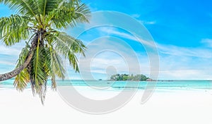 Paradise beach with palm trees and white sand