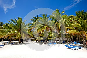 Paradise beach with palms and sunbeds
