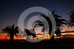 Paradise beach sunset tropical palm trees