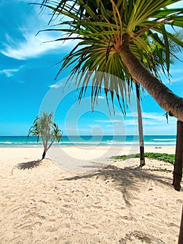 Paradise beach in Thailand. Perfect sea, white sand, big palm tree. Concept of vacation and tourism