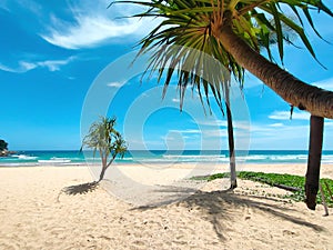 Paradise beach in Thailand. Perfect sea, white sand, big palm tree. Concept of vacation and tourism