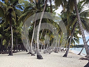 Paradise beach with white sand and beautiful tall palm trees on Saona island