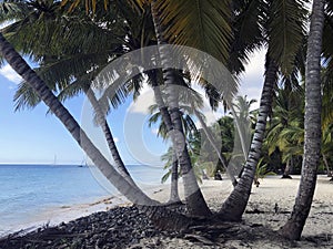 Paradise beach with white sand and large palm trees with nobody. Saona island, Dominican Republic