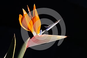 Paradise bird flower with black background
