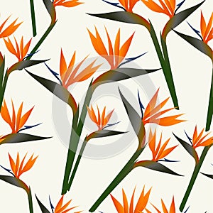 Paradise bird flower pattern