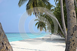 Paradise blue beach with palmtrees