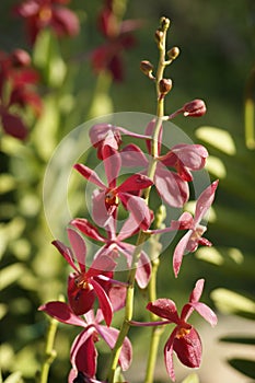 Paradise butterflies. Orchids of Borneo.