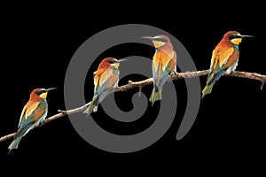 Paradise colored birds sitting on a branch isolated black