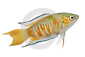Paradise fish gourami Macropodus opercularis tropical Aquarium fish