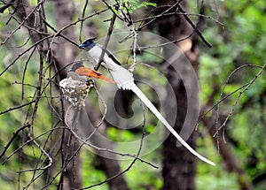 Paradise flycatcher