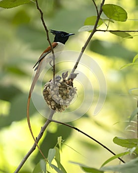 Paradise flycatcher with chicks in nest