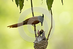 Paradise flycatcher feeding  chicks