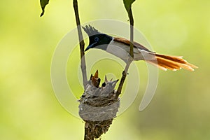 Paradise flycatcher feeding  chicks