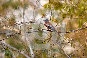 Paradise flycatcher, rare endemic bird, on the brach in green vegetation. Malagasy paradise flycatcher, Terpsiphone mutata, in the