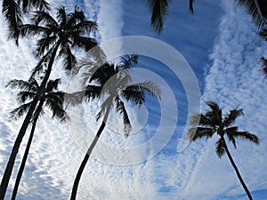 Paradise found, palm trees and blue skies Hawaii
