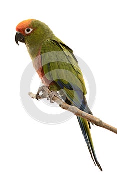 Paradise Gold Capped Conure