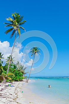 Paradise Guadeloupe beach with the white Sand, Green Palm Trees and Blue Ocean Water